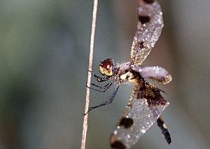 Twelve-spotted Skimmer