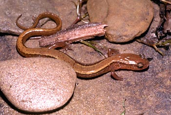 Southern Two-lined Salamander adult