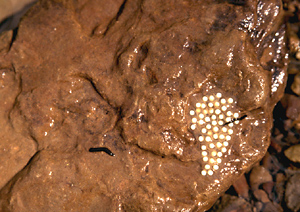 Southern Two-lined Salamander egg mass