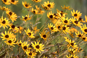 Black-eyed Susan