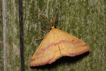 Chickweed Geometer