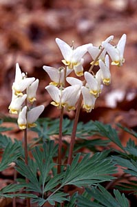 Dutchman's Breeches