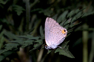Eastern Tailed Blue