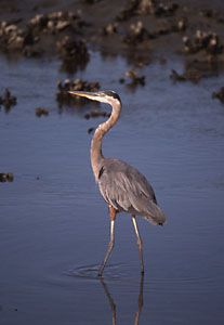 Great Blue Heron