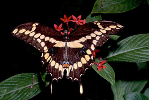 Giant Swallowtail