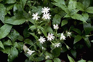Great Chickweed
