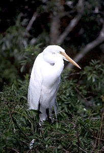 Great Egret