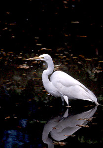 Great Egret