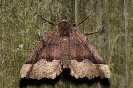 Hubner's Pero (Pero ancetaria)