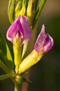 Everlasting Pea by Eric Williams