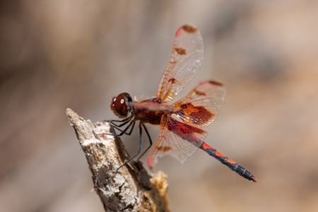Calico Pennant (Celithemis elisa)