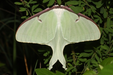 Luna Moth