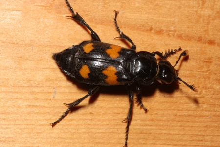 Roundneck Sexton Beetle