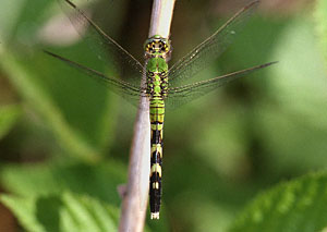 Eastern Pondhawk