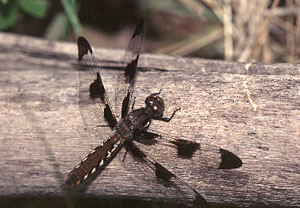 Common Whitetail female