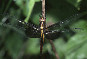 Widow Skimmer female
