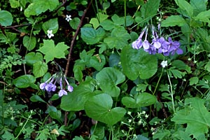 Virginia Bluebells
