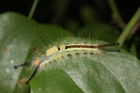 White-marked Tussock Moth