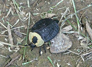 American Carrion Beetle