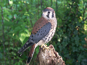 American Kestrel