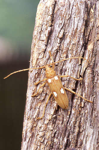 Ivory-marked Beetle