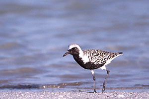 Black-bellied Plover