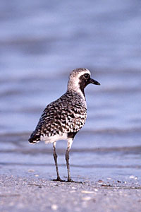 Black-bellied Plover