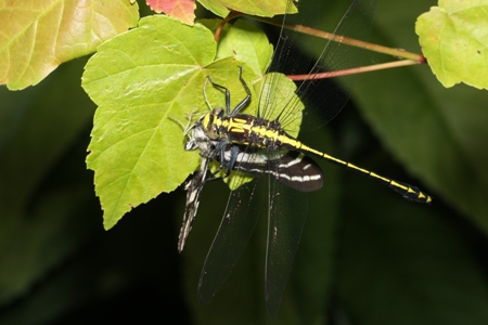 Black-shouldered Spinyleg