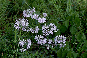 Wild Blue Phlox