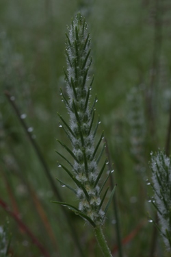 Bracted Plantain (Plantago aristata)