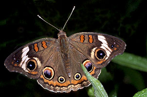 Common Buckeye