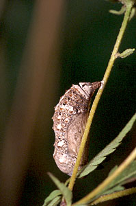 Common Buckeye chrysalis