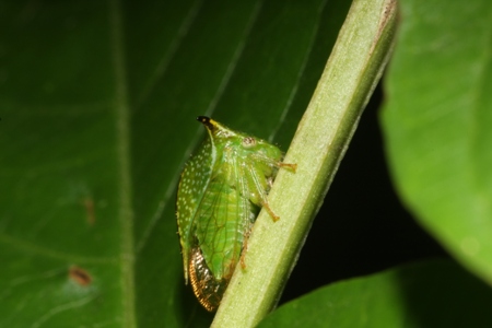 Buffalo Treehopper