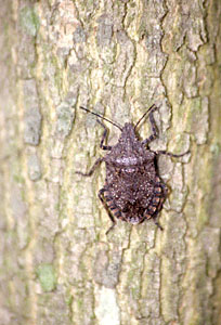 Brochymena Stink Bug