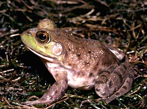 Bullfrog