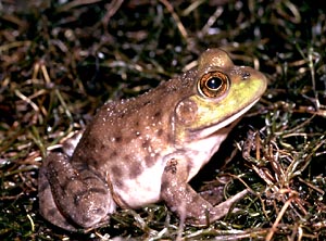 Bullfrog