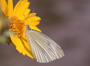 Cabbage White