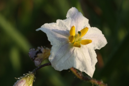Carolina Horsenettle (Solanum carolinense)