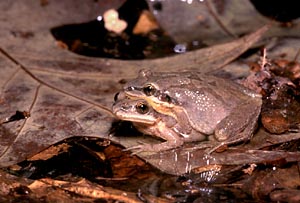 Upland Chorus Frog
