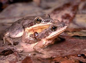 Upland Chorus Frog