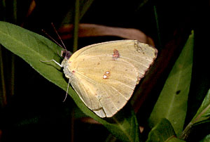 Clouded Sulphur