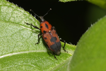 Cocklebur Weevil (Rhodobaenus tredecimpunctatus)