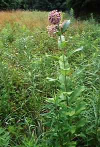 Common Milkweed