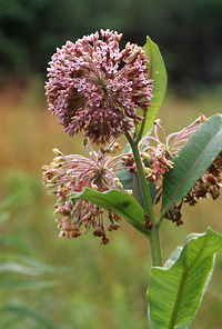 Common Milkweed