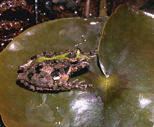 Blanchard's Cricket Frog