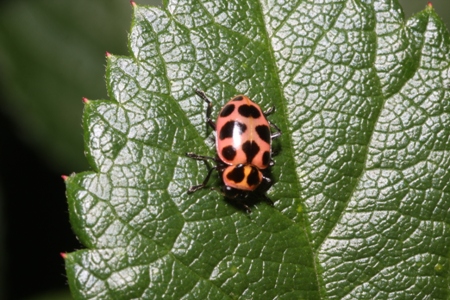 Cream-spotted Lady Beetle (Calvia quatuordecimguttata)