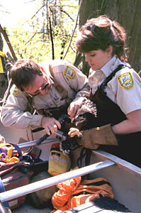 Eagle Banding