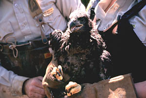 Eagle Banding