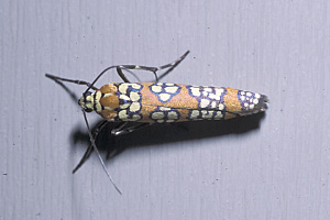 Ailanthus webworm moth