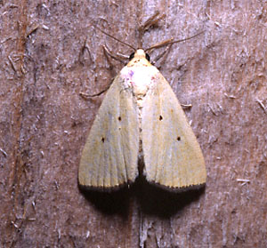 Black-bordered Lemon Moth
